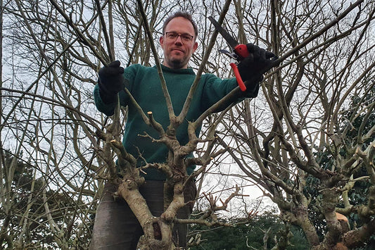 pruning the apple trees in the Penny Licks orchard