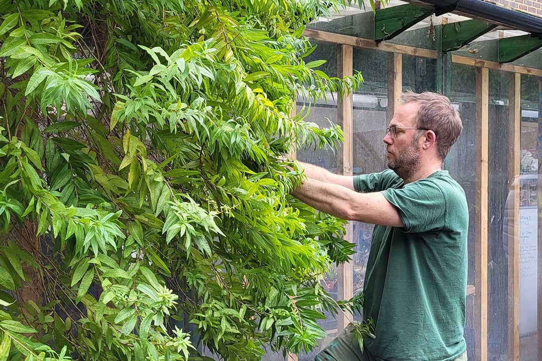 harvesting lemon verbena for Penny Licks