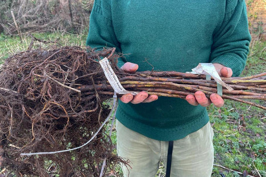 planting soft fruits in the penny licks orchard